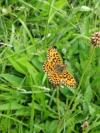 Boloria dia