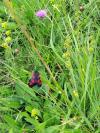 Zygaena trifolii