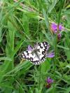 Melanargia galathea