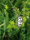 Melanargia galathea