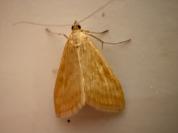 Sitochroa verticalis