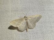 Idaea subsericeata