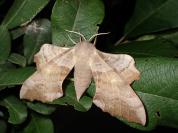 Laothoe populi