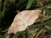 Laspeyria flexula