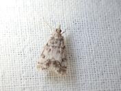 Eudonia lacustrata