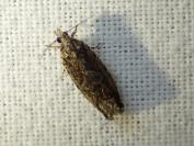 Zeiraphera isertana