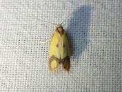 Agapeta zoegana