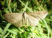 Philereme vetulata