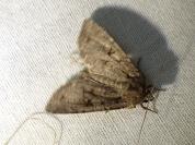 Fissipunctia ypsillon