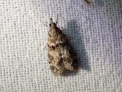 Eudonia mercurella