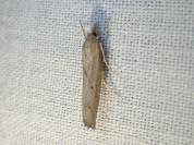 Pediasia contaminella