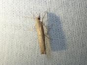Pediasia contaminella
