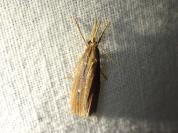 Chilo phragmitellus