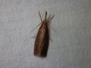 Chilo phragmitellus