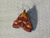 Pyrausta purpuralis