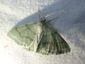 Pseudoterpna pruinata