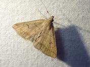 Zanclognatha lunalis