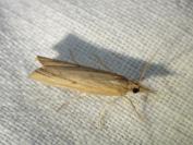 Pediasia contaminella