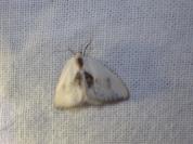 Cilix glaucata