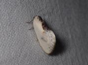 Cilix glaucata
