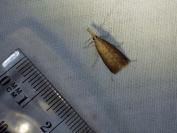 Schoenobius gigantella