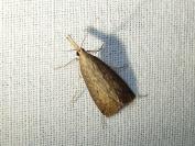 Schoenobius gigantella