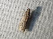Ephestia