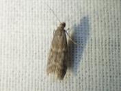 Ephestia