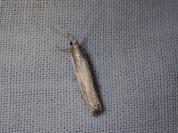 Crambus pascuella