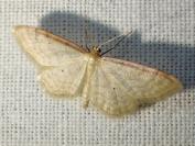 Idaea humiliata