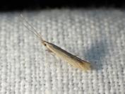 Coleophora