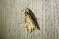 Schoenobius gigantella
