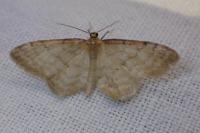 Idaea humiliata