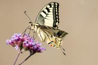 Papilio machaon