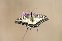 Papilio machaon