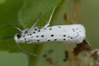 Yponomeuta malinella