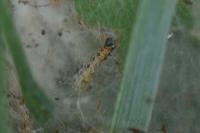 Yponomeuta malinella