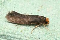 Cephimallota crassiflavella