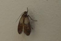 Plodia interpunctella
