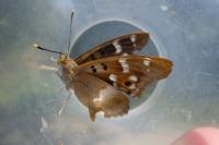 Apatura ilia