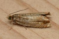 Epinotia abbreviana