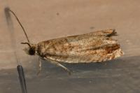 Epinotia abbreviana