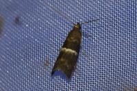 Elegia similella