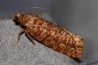 Lozotaeniodes formosana
