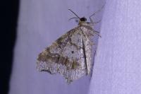 Macaria alternata