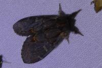 Notodonta dromedarius