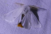 Euproctis chrysorrhoea