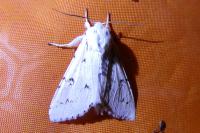 Acronicta leporina