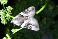 Catocala fulminea