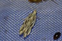 Anarsia innoxiella